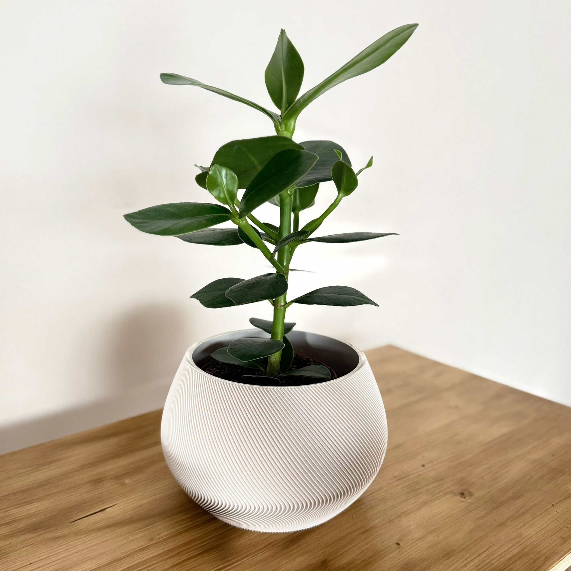 Coprivaso Decorativo Minimal Rigato – Portavaso Moderno per Piante