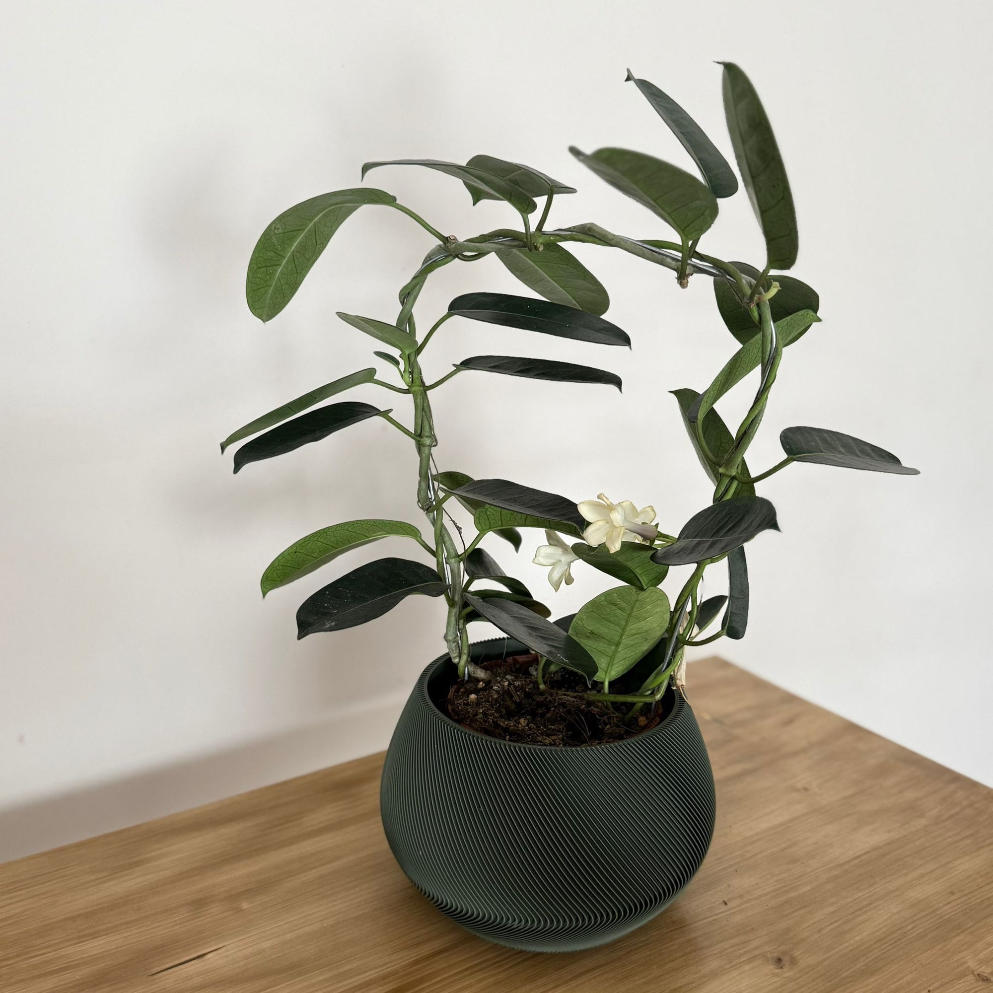 Coprivaso Decorativo Minimal Rigato – Portavaso Moderno per Piante